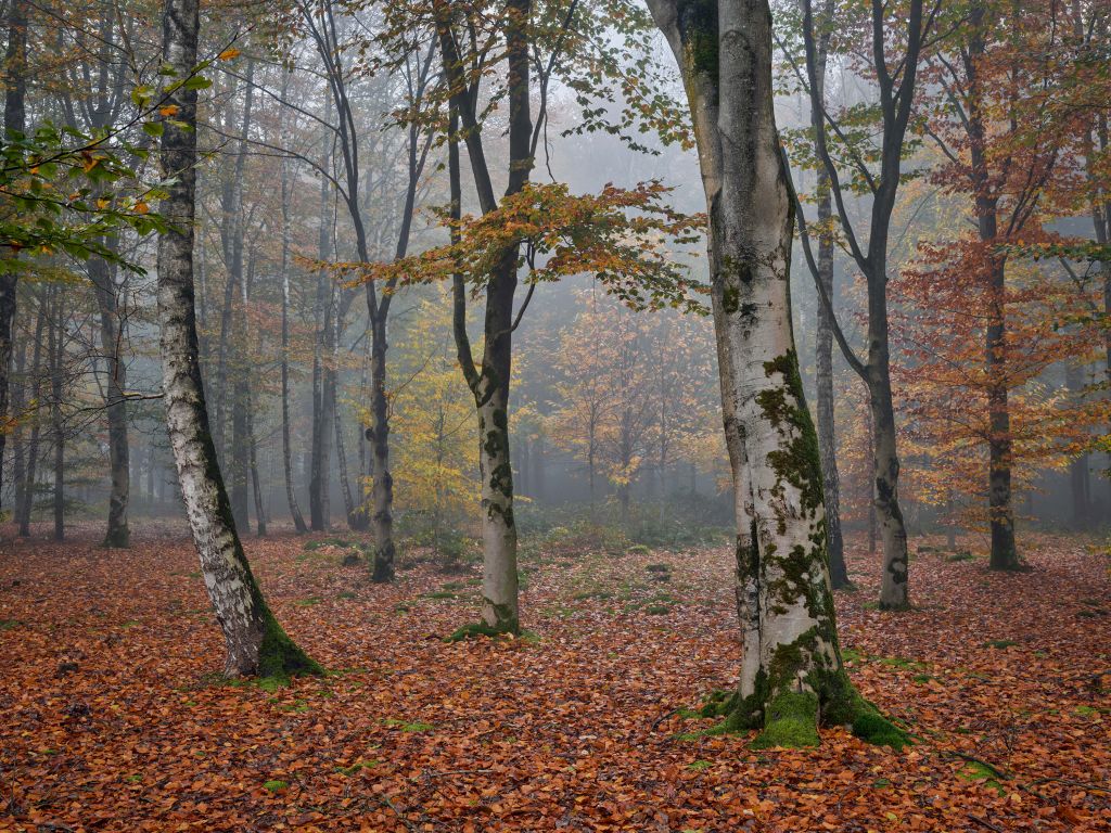 Bosque de abedules en otoño