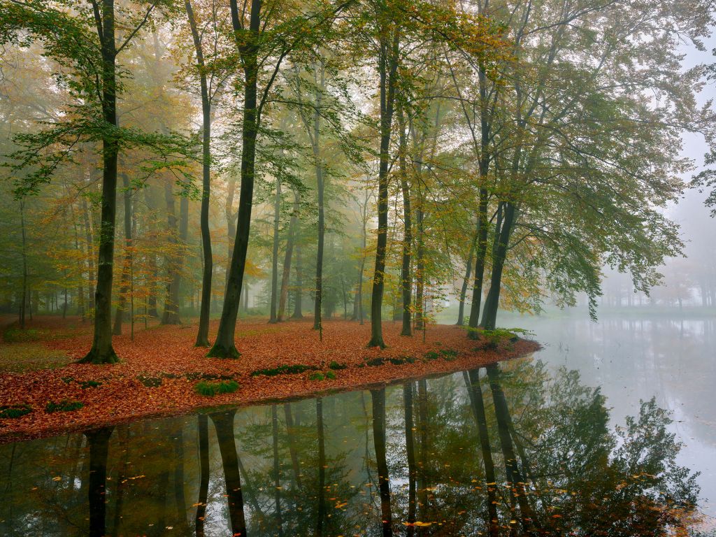 Reflejo de los árboles en el estanque
