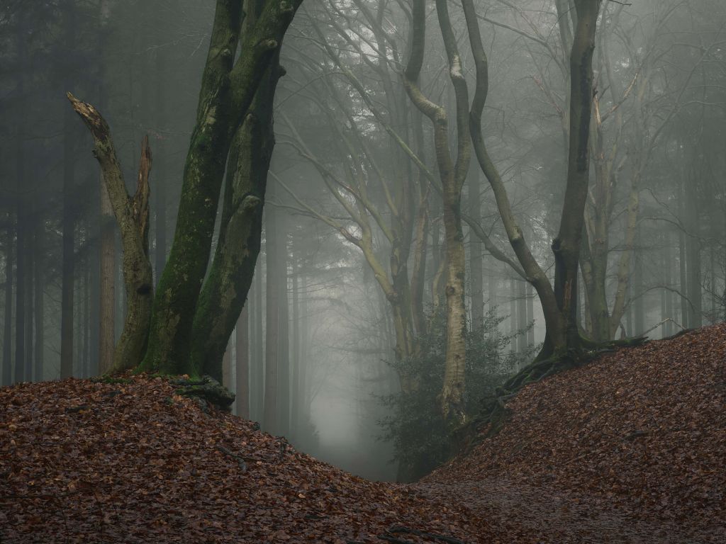 Camino a través de un bosque misterioso
