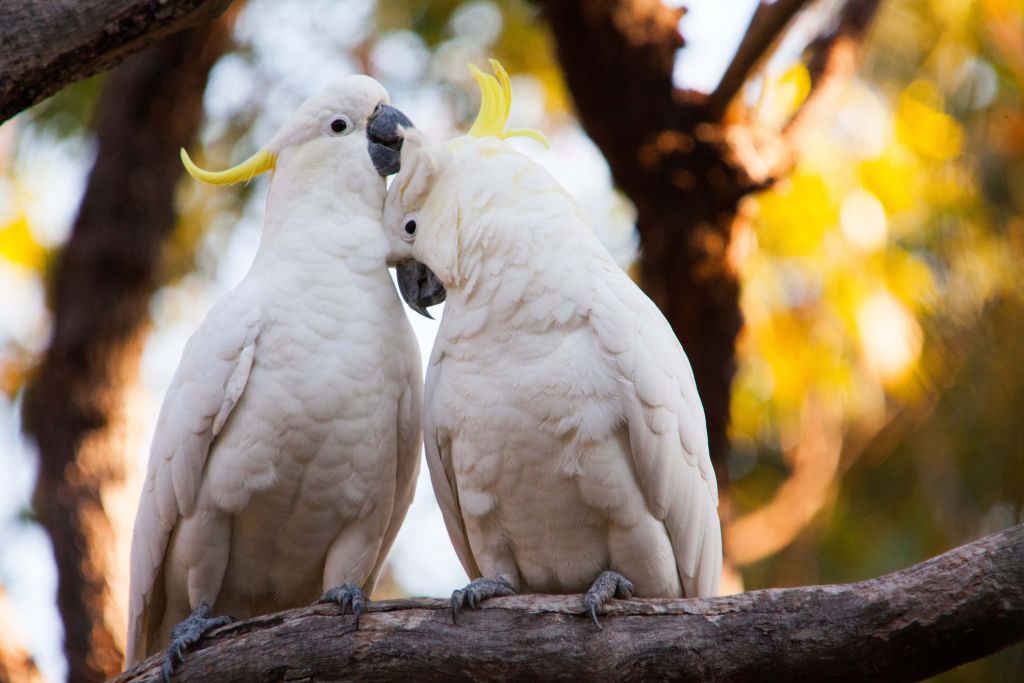 Pareja de cacatúas