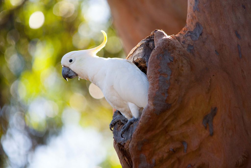 Cacatúa en la cavidad de un árbol