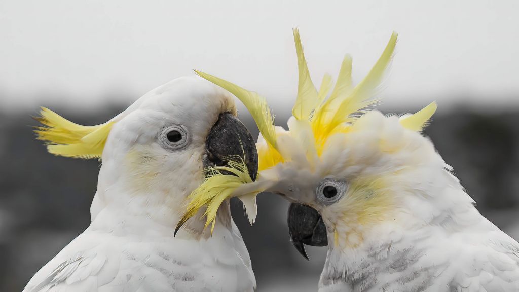 Pareja de cacatúas abrazadas