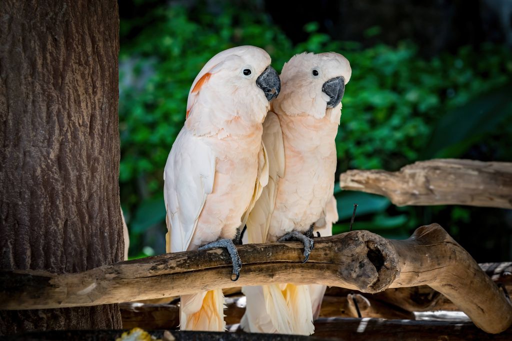 Pareja de cacatúas rosa claro