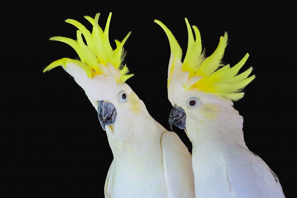 Cacatúa de cresta de azufre
