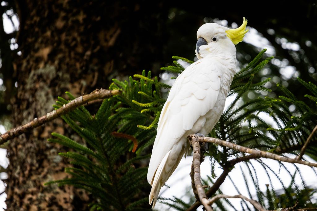 Cacatúa curiosa