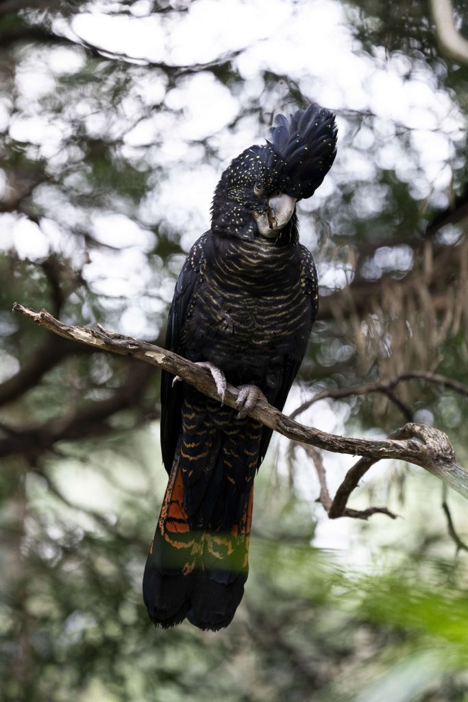 Cacatúa negra en un árbol