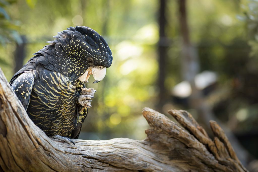 Cacatúa comiendo
