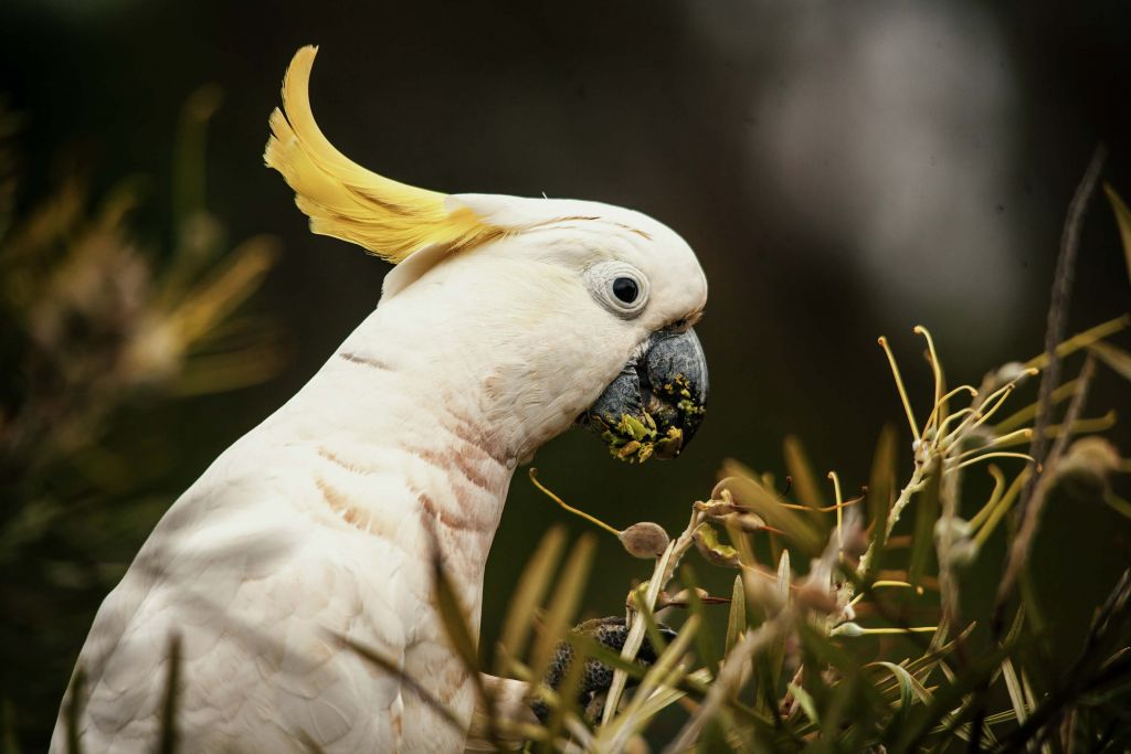 Cacatúa comiendo