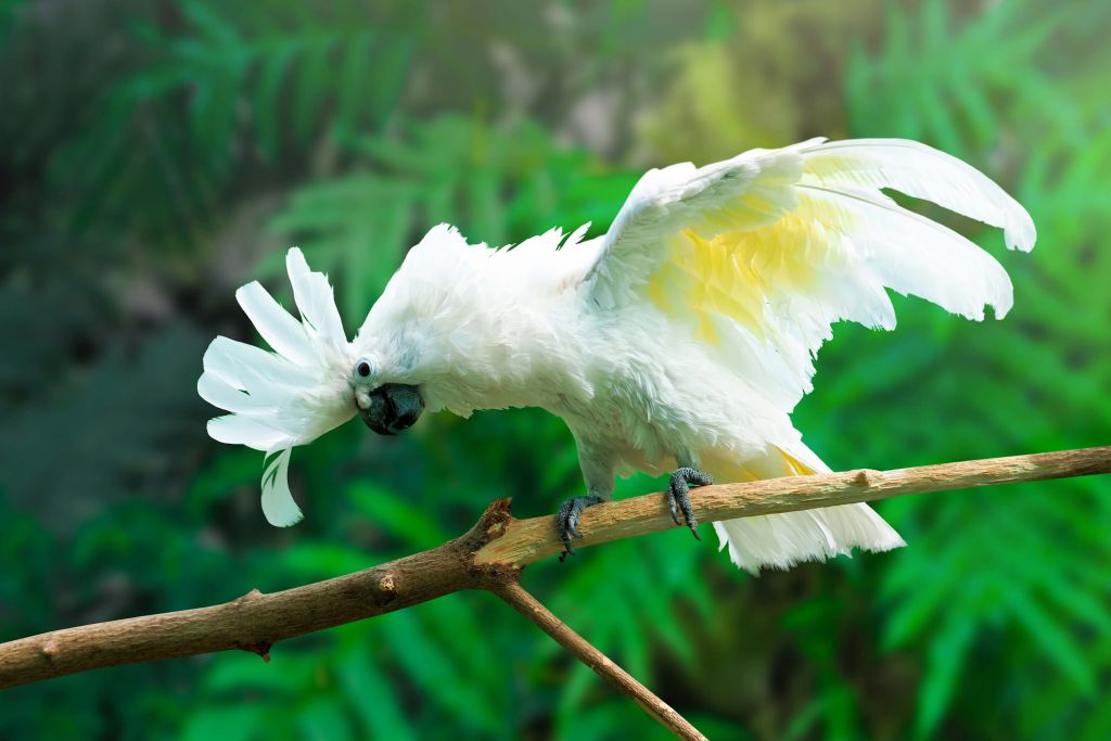 Cacatúa en la selva tropical