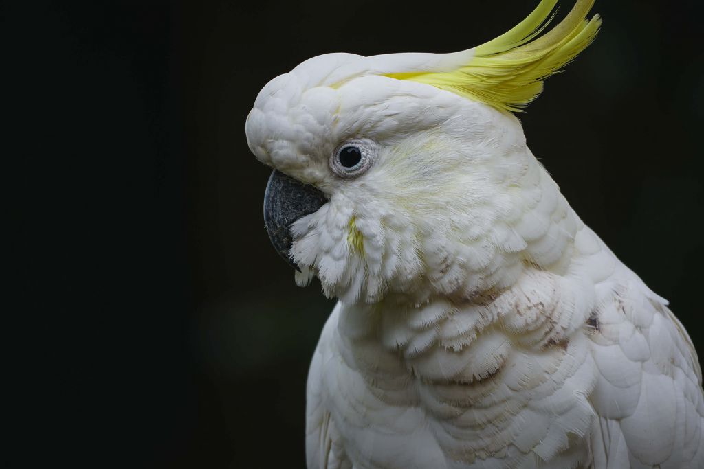 Retrato de cacatúa