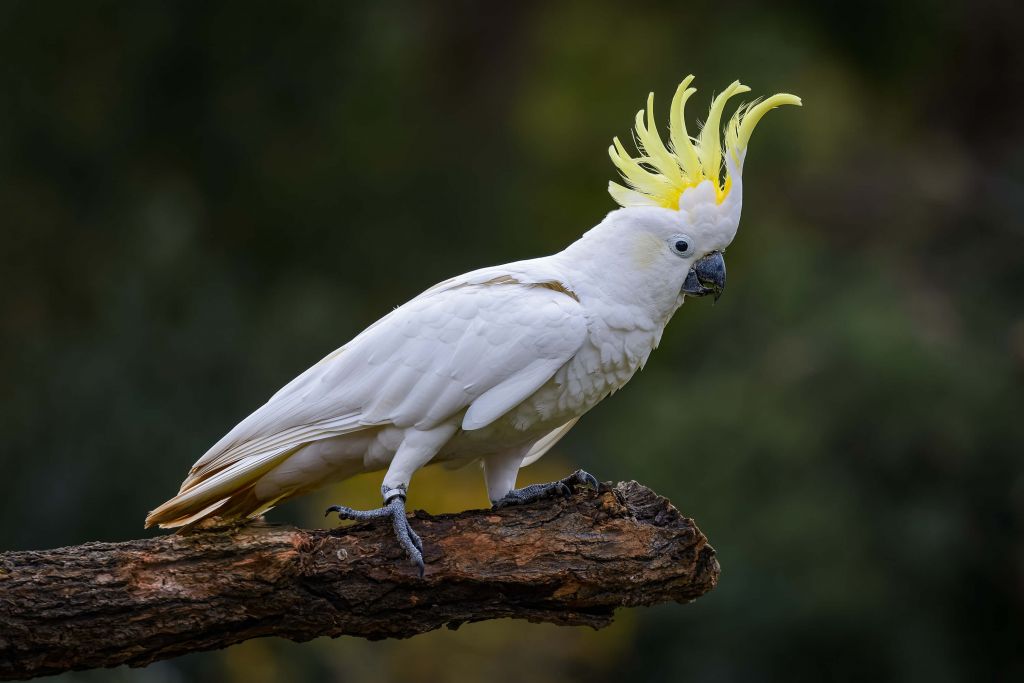 Cacatúa blanca en una rama