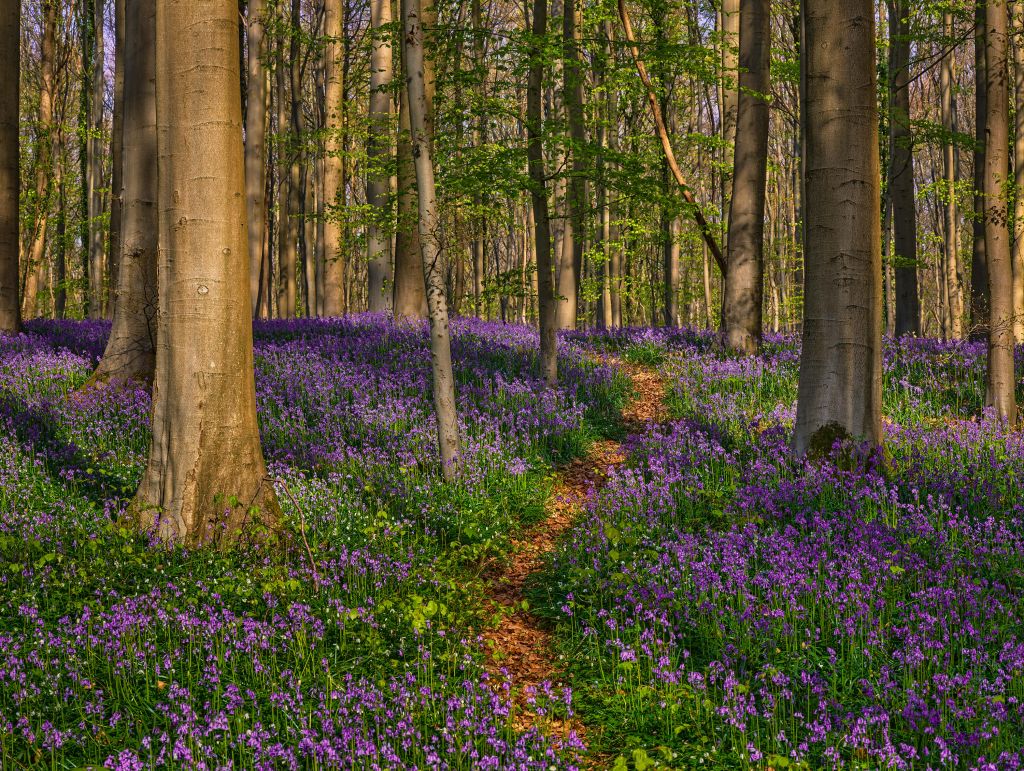 Camino a través de un bosque con jacintos