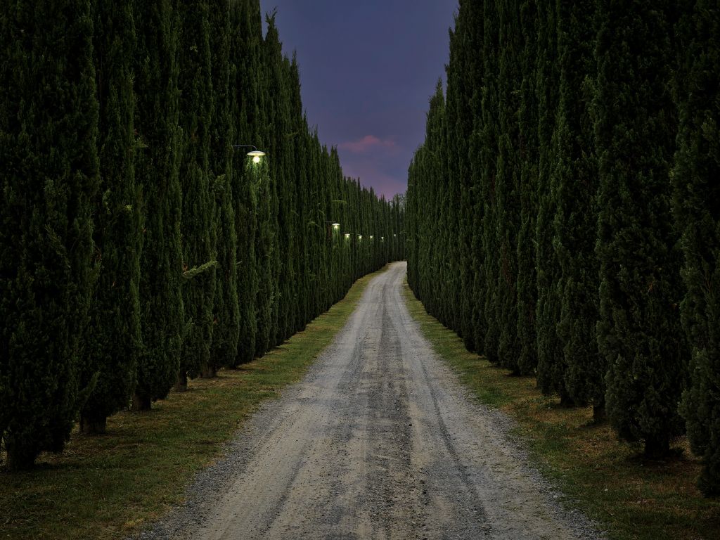 Ciprés al atardecer