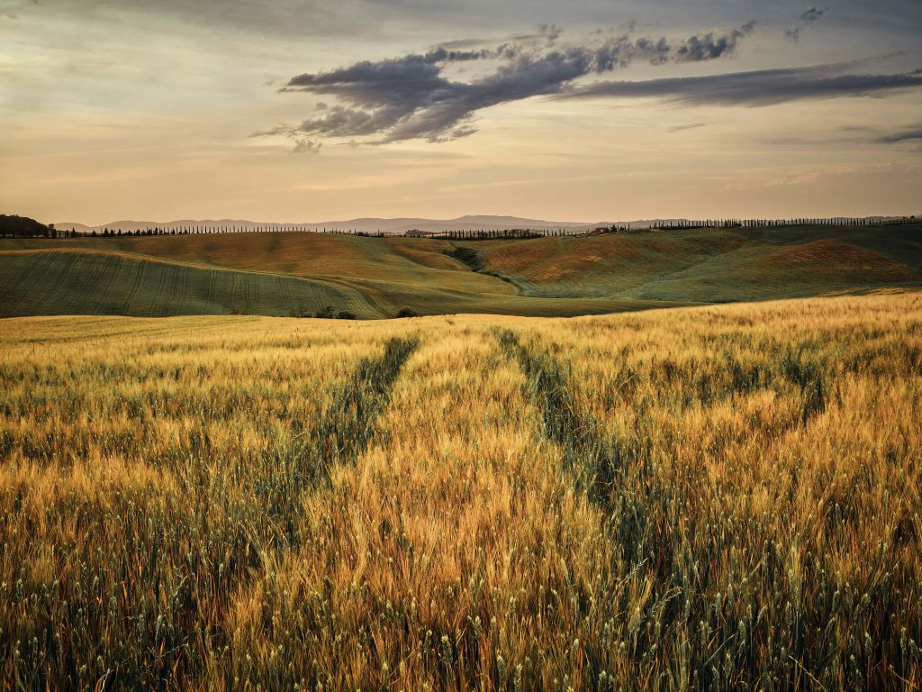 Campo de cereales con pistas