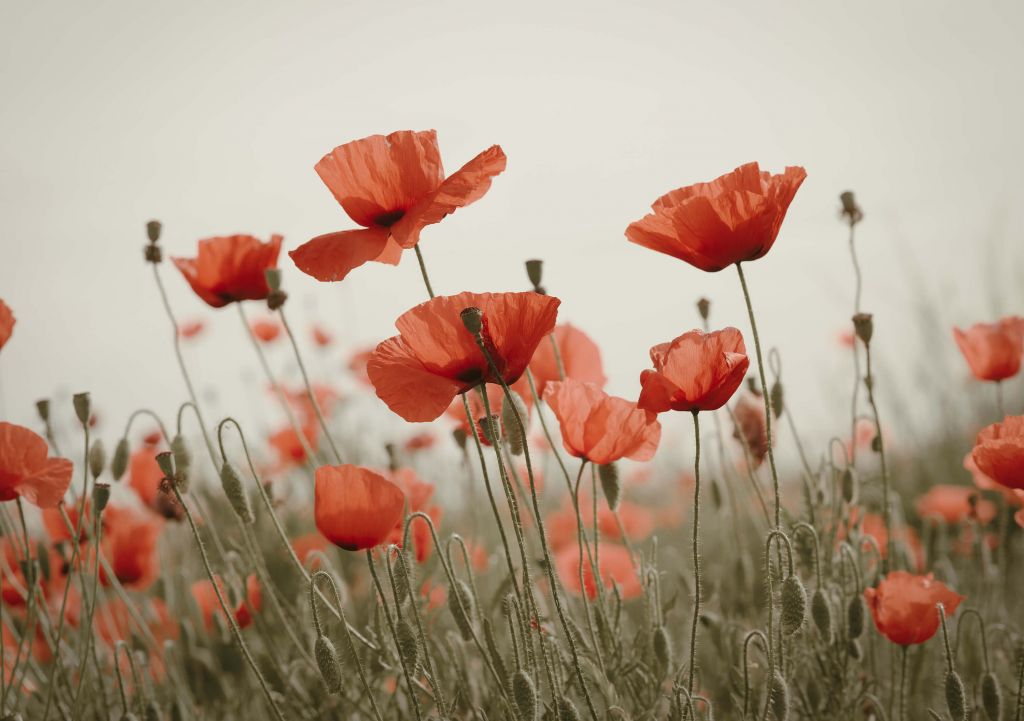 Amapolas en colores vintage