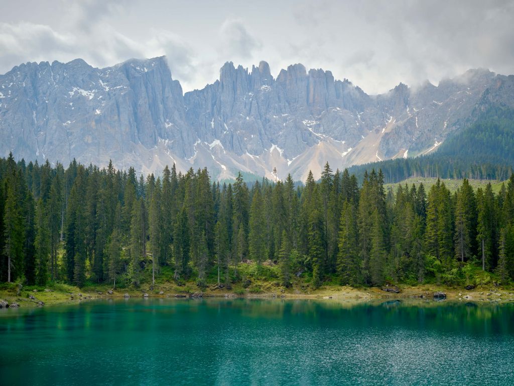 Fila de árboles cerca de un lago de montaña