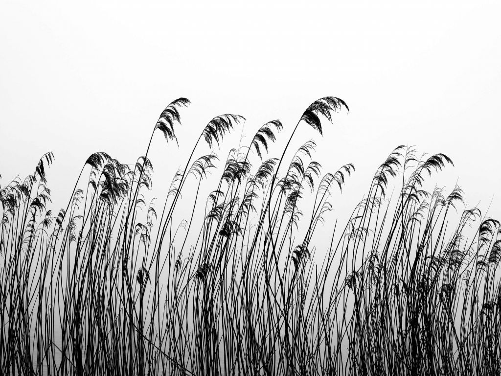 Reed a lo largo del paseo marítimo en blanco y negro