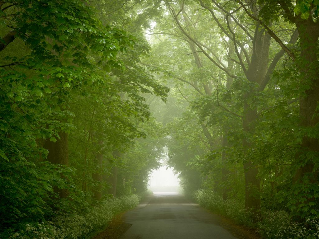 Bosque verde con camino de niebla