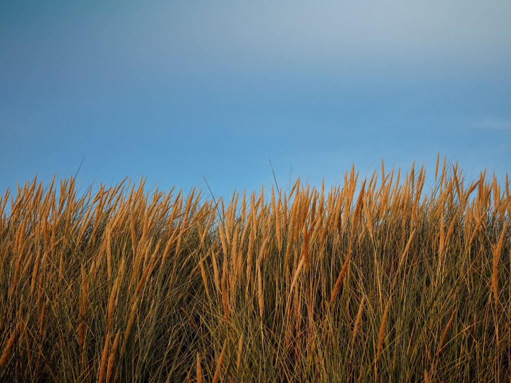 Hierba de las dunas