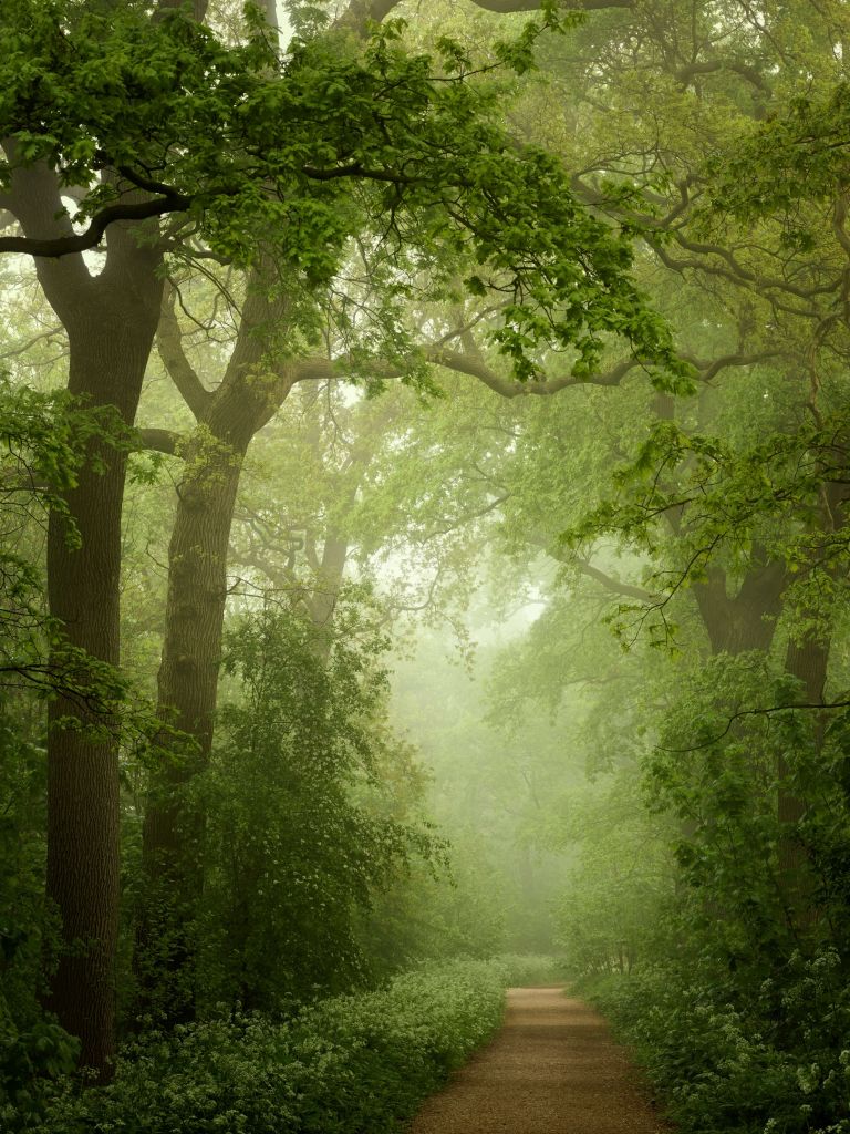Camino forestal en la niebla