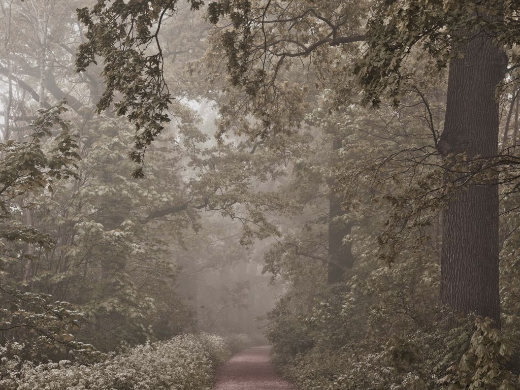 Camino a través de un bosque brumoso