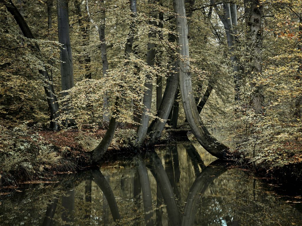 Arroyo con árboles colgantes