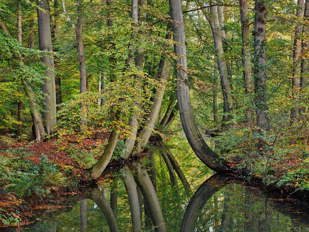 Reflejo de árboles curvados