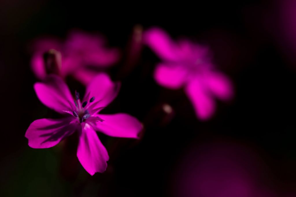 Explosión de flores rosa brillante