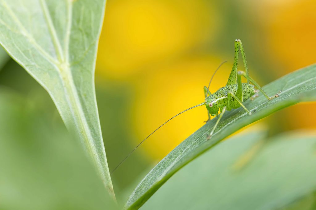 Saltamontes en una hoja de salvia