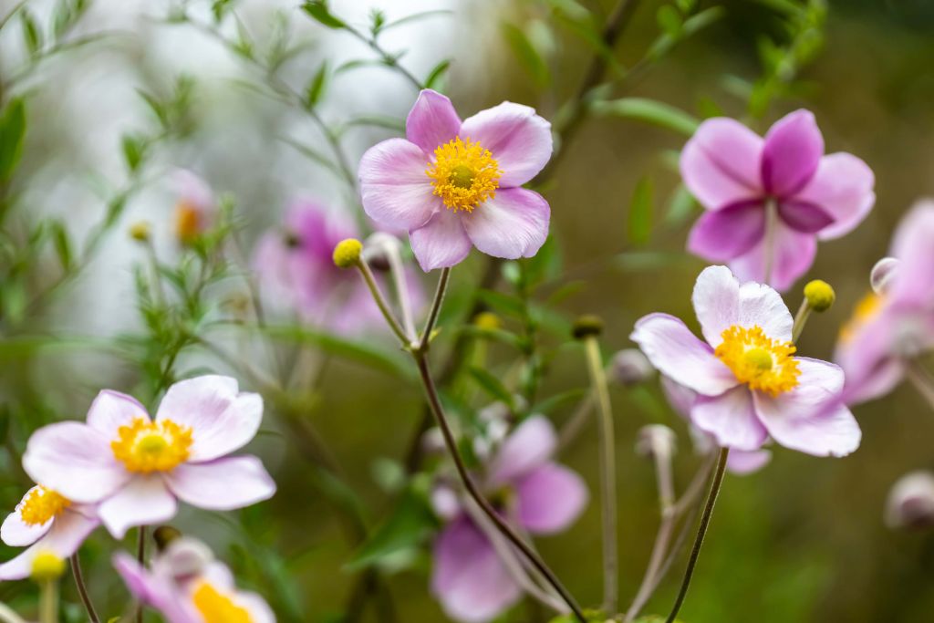 Selva de flores rosas