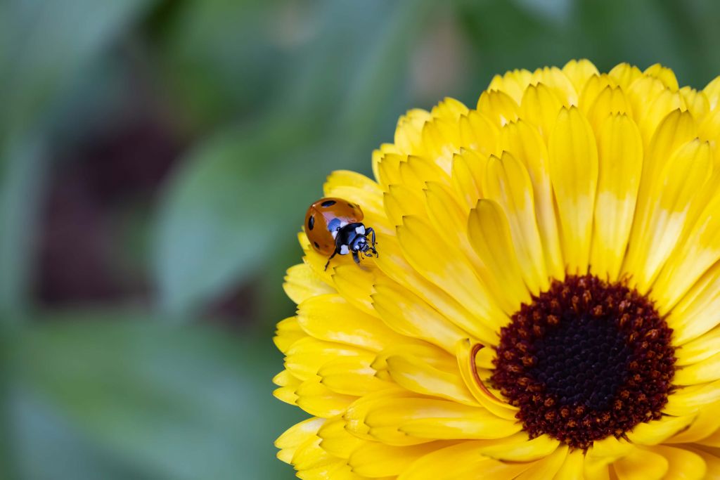 Mariquita en una caléndula