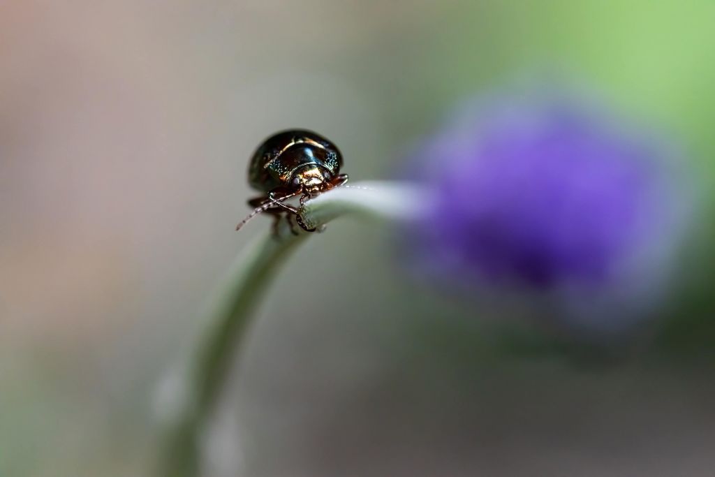 Escarabajo de romero con lavanda