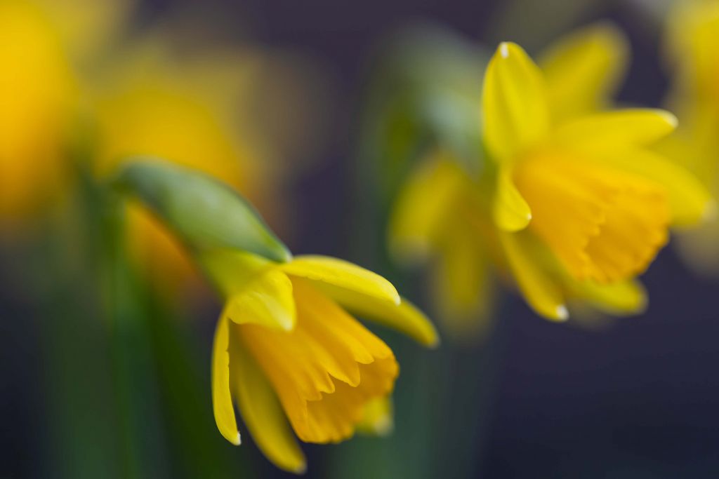 Narcisos soleados