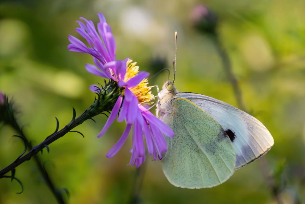 Mariposa blanca en la luz