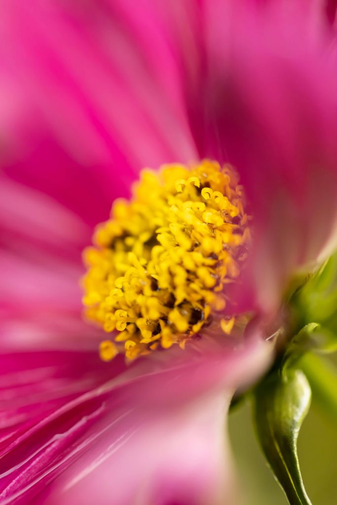 Cosmos rosa