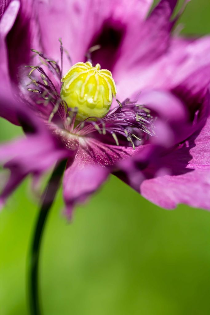 Amapola con un toque de morado