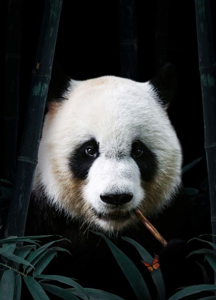 Panda Retrato
