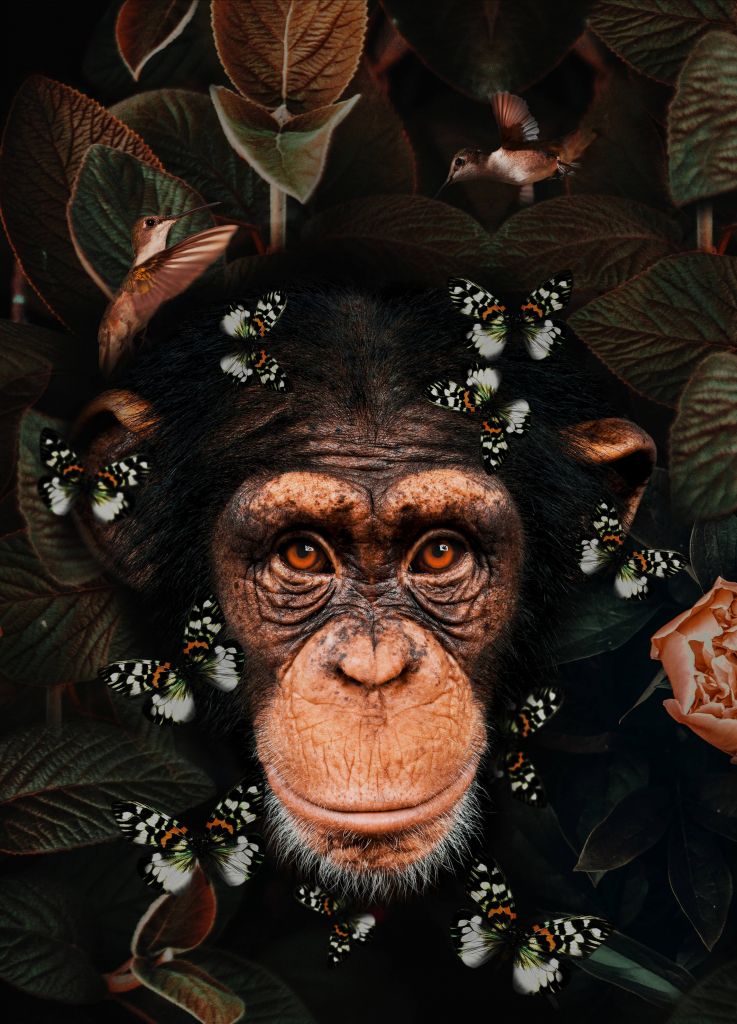 Tropical Chimpanzee Retrato