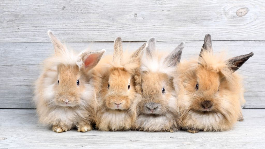 Conejos miniatura