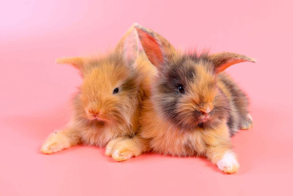 Conejitos con fondo rosa
