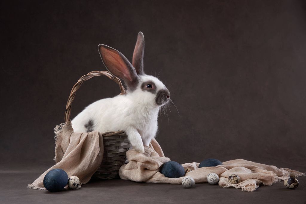 Conejo en una cesta de Pascua