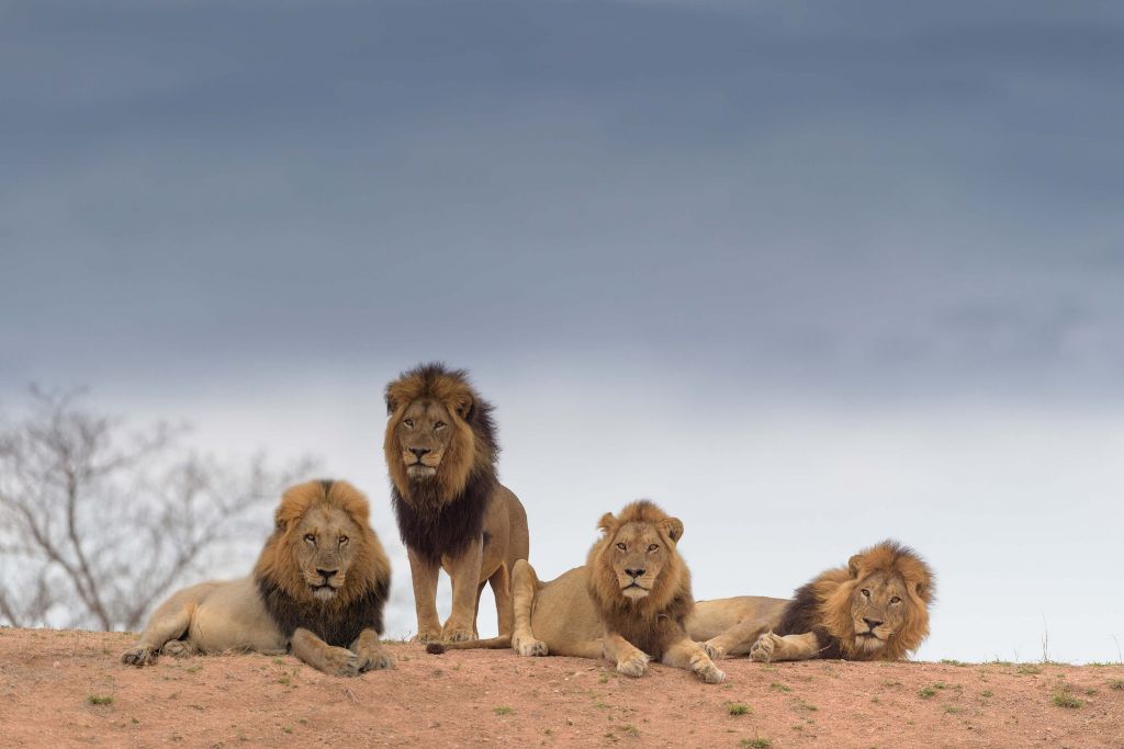 The Coalition