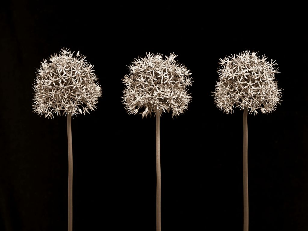 Tres flores de allium en fila