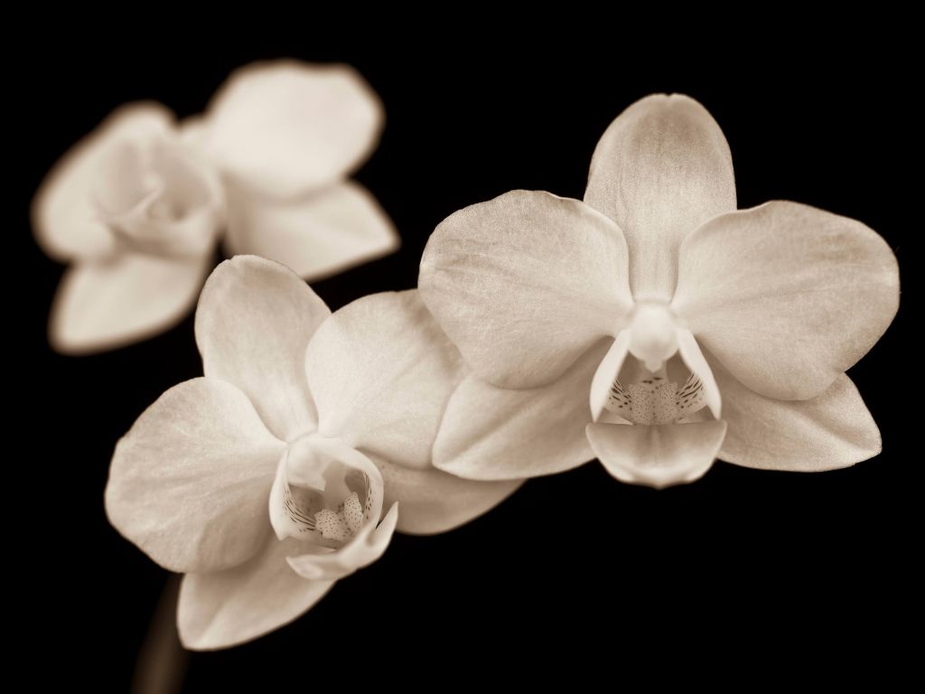 Orquídeas blancas