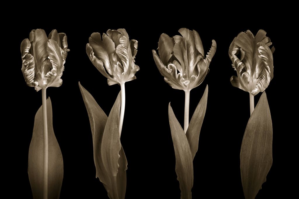 Tulipanes rococó