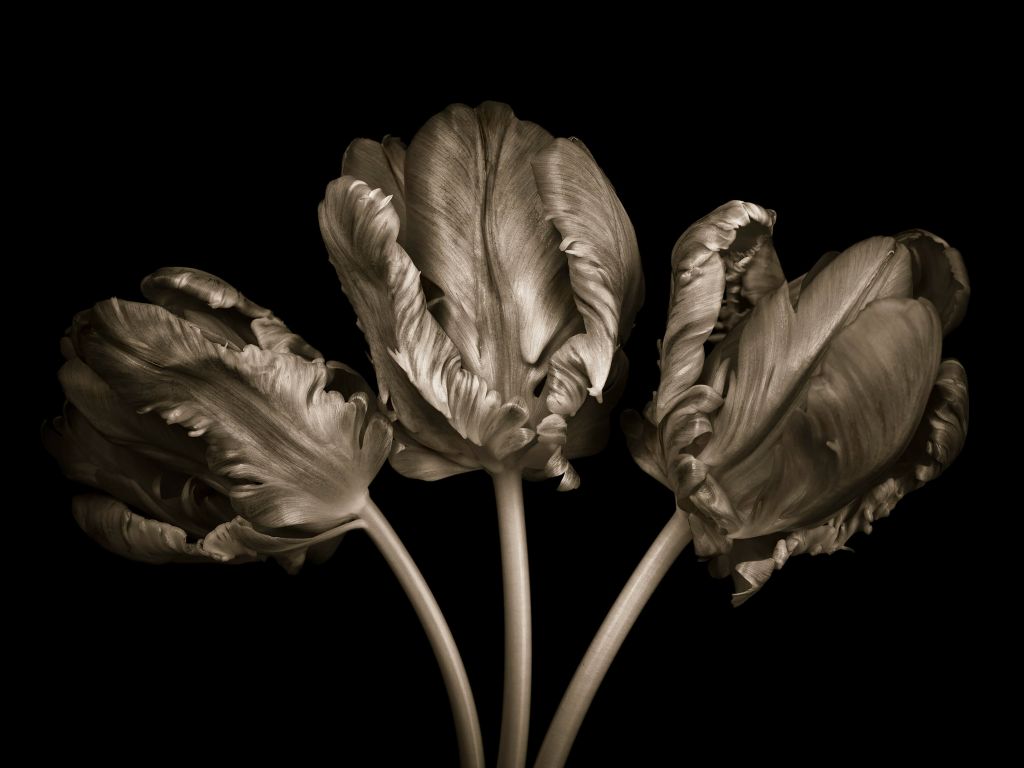 Tres tulipanes rococó