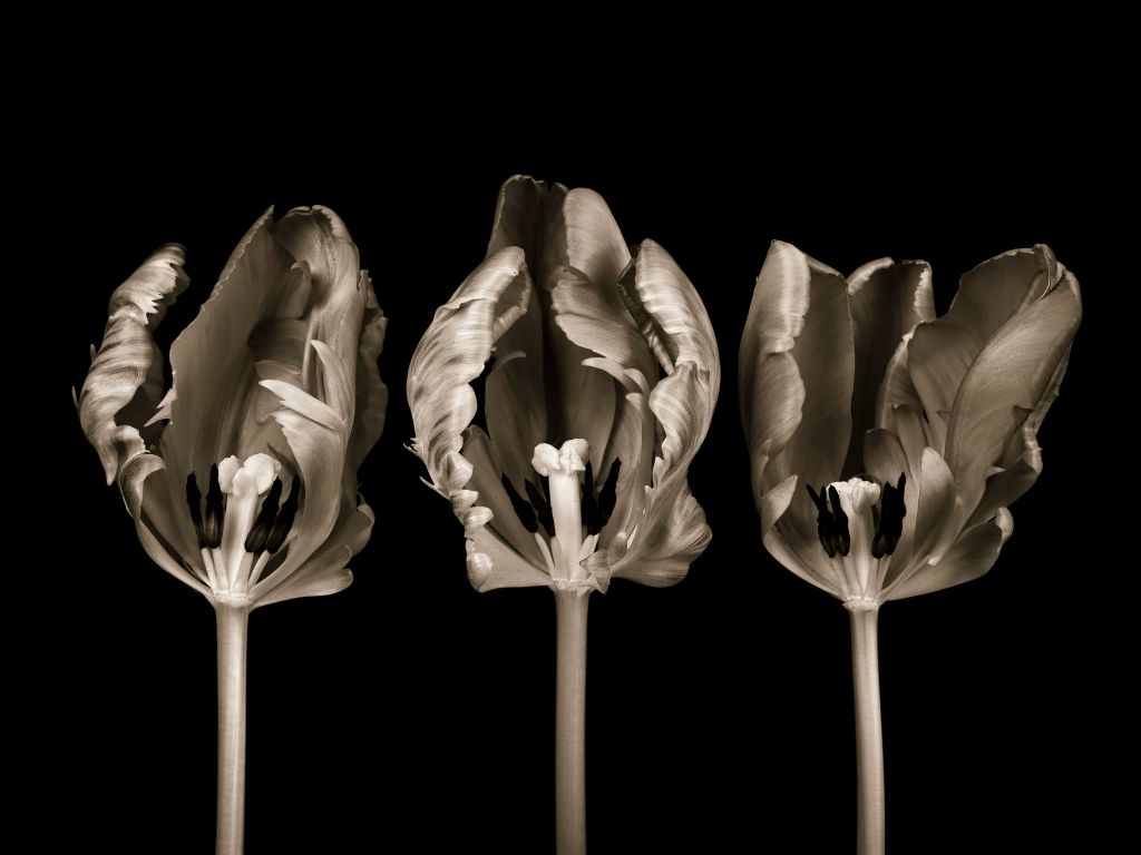 Tres tulipanes