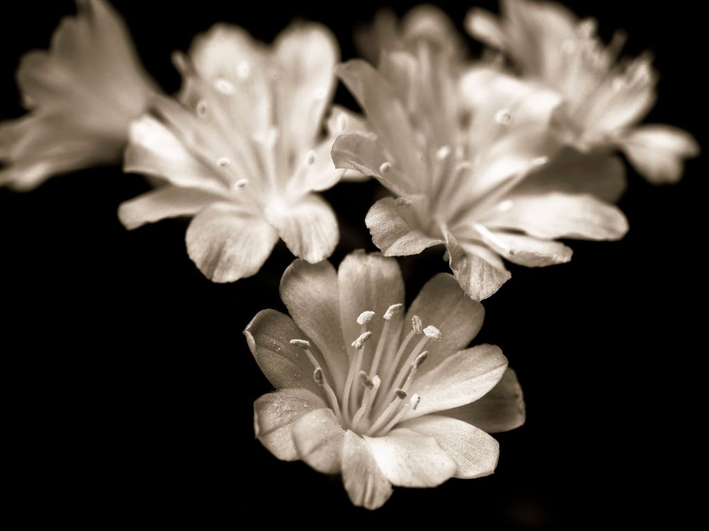 Primer plano de la flor de Lewisia