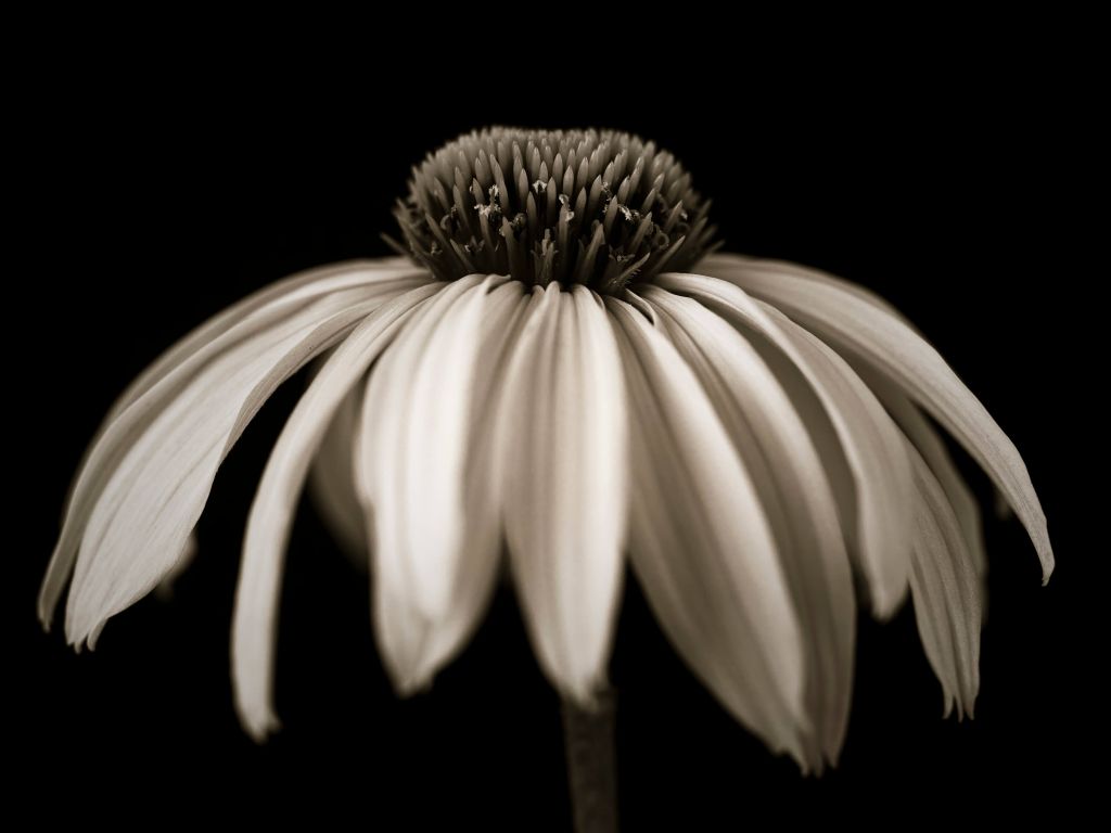 Primer plano de la flor del cono