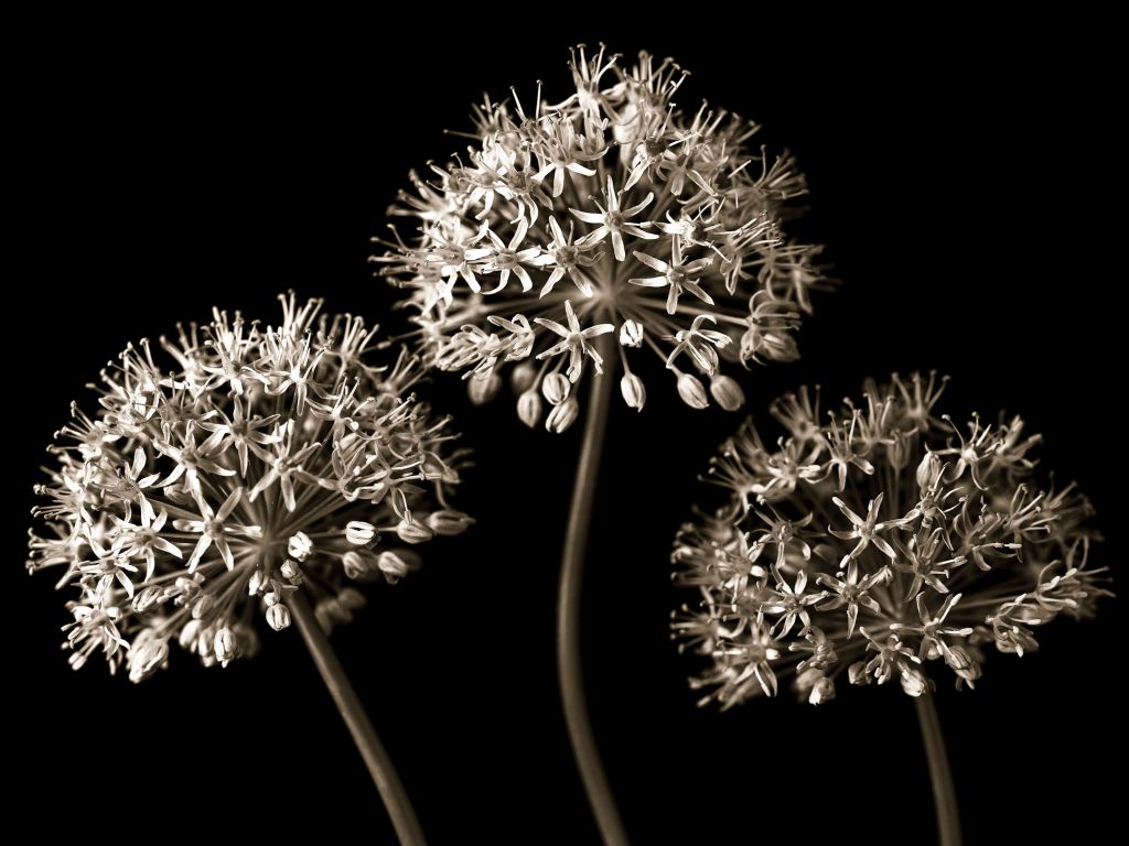 Tres Alliums